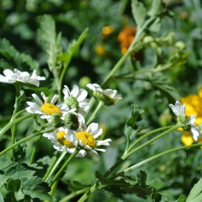 Fever few - medicinal herb and part of our new herb garden