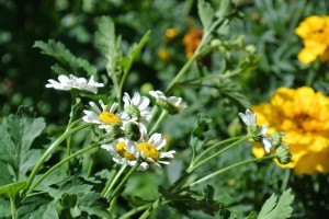 Fever few - medicinal herb and part of our new herb garden