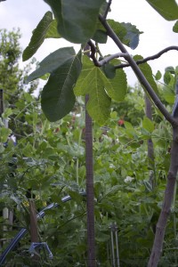 Fig with peas