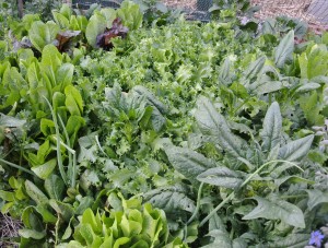 Salad green garden